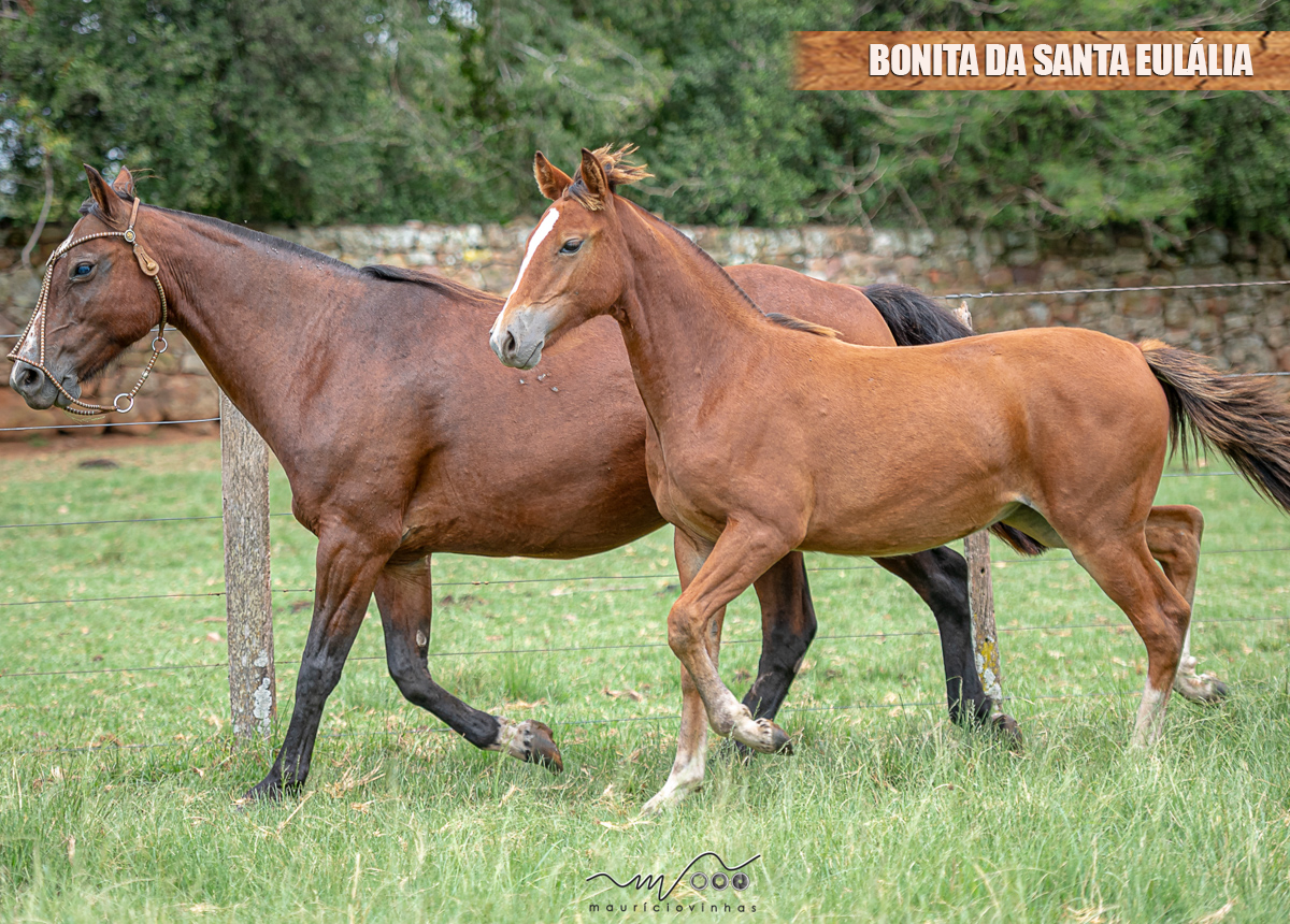 BONITA DA SANTA EULÁLIA