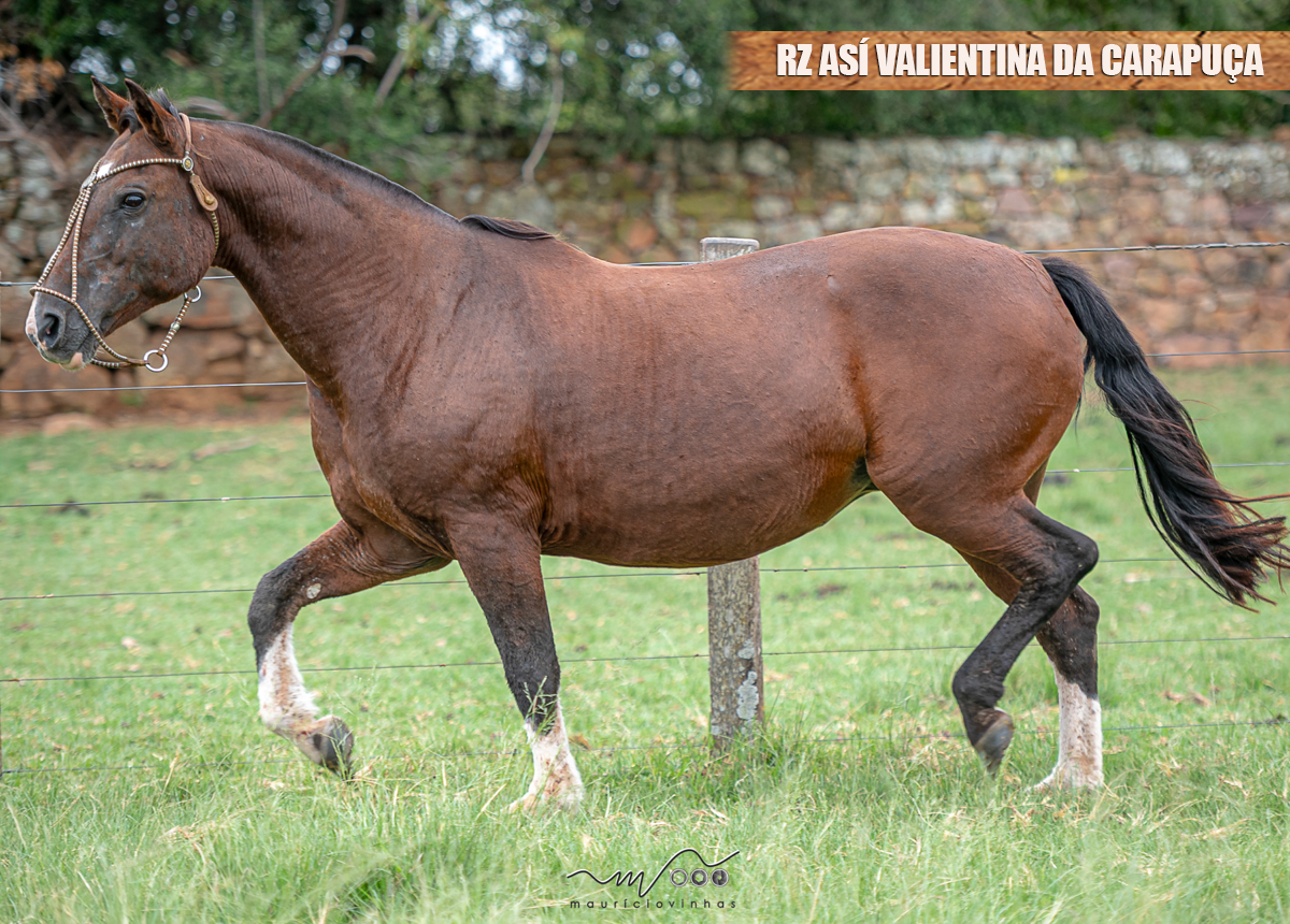 RZ ASÍ VALIENTINA DA CARAPUÇA