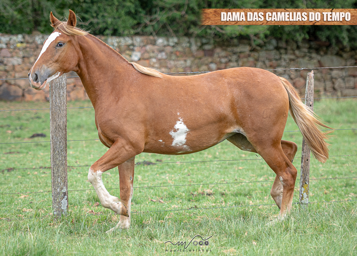 DAMA DAS CAMELIAS DO TEMPO