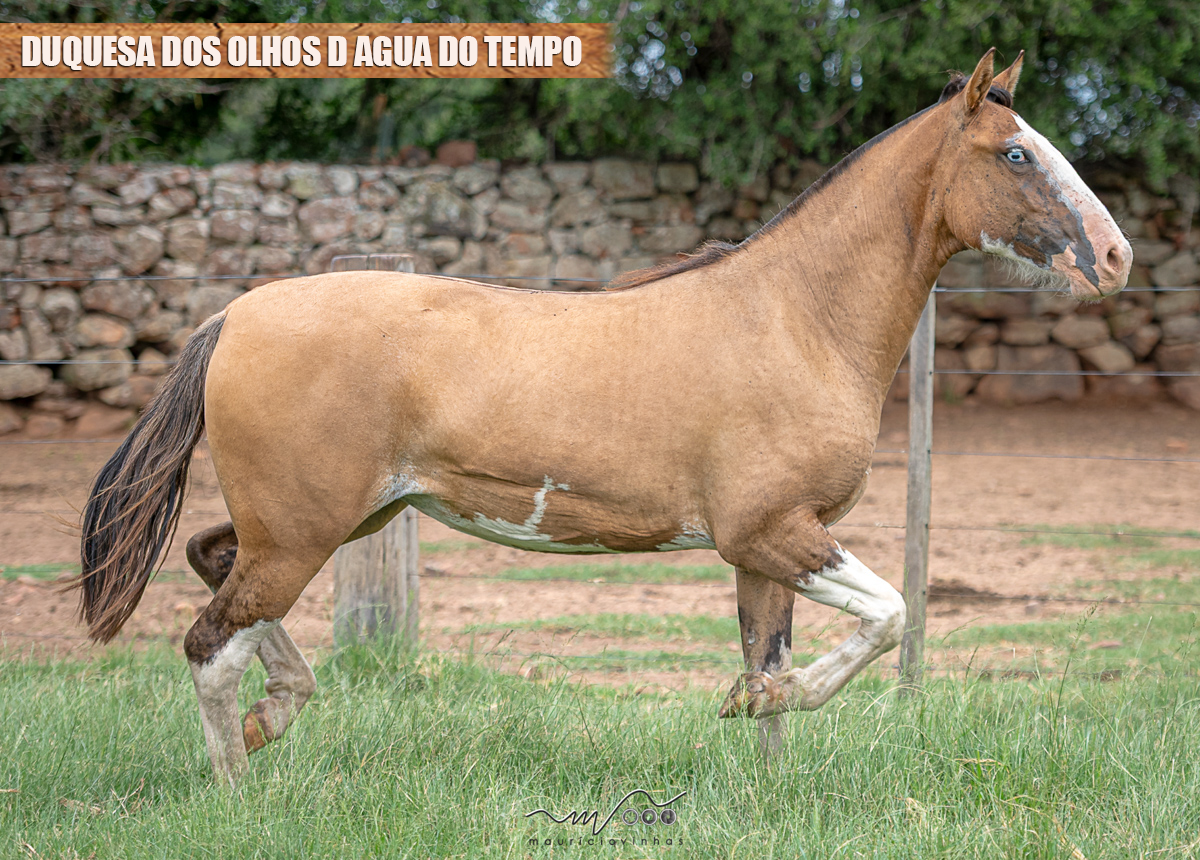 DUQUESA DOS OLHOS D AGUA DO TEMPO