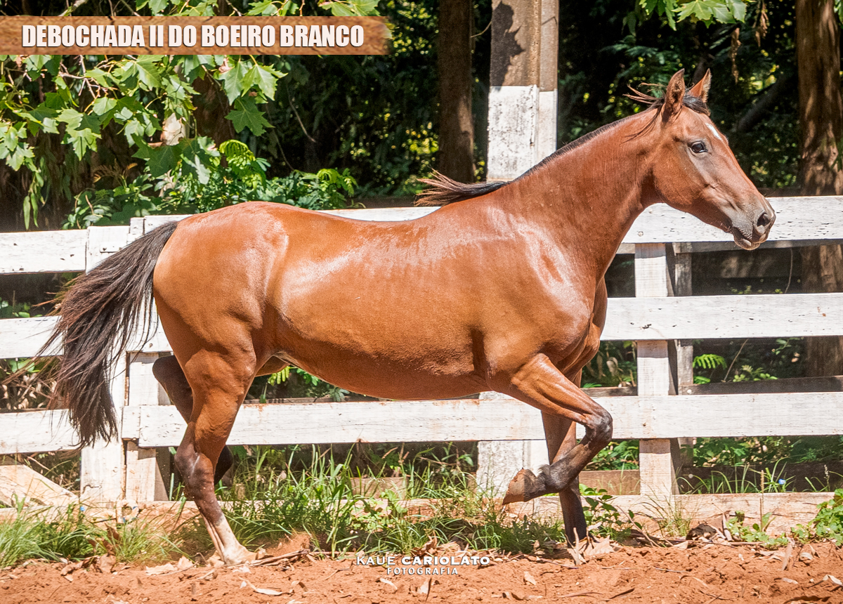 DEBOCHADA II DO BOEIRO BRANCO