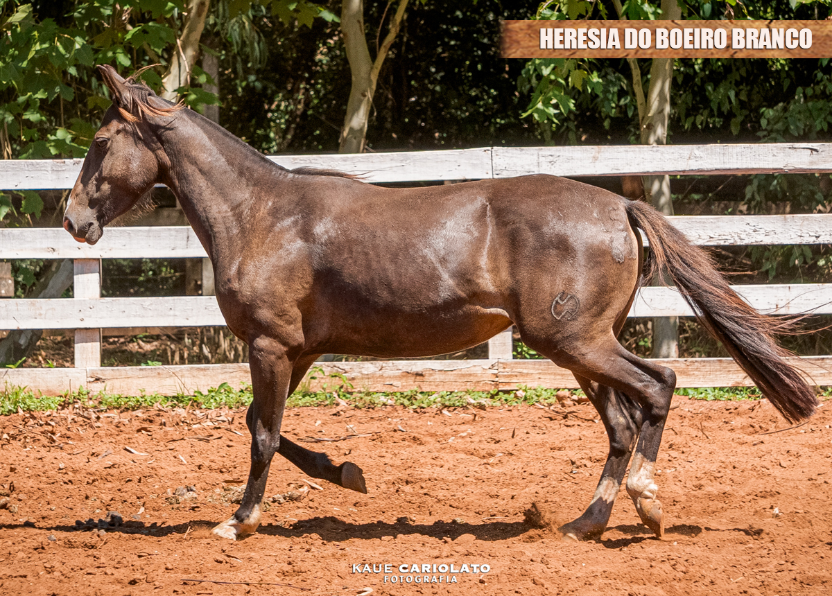 HERESIA DO BOEIRO BRANCO