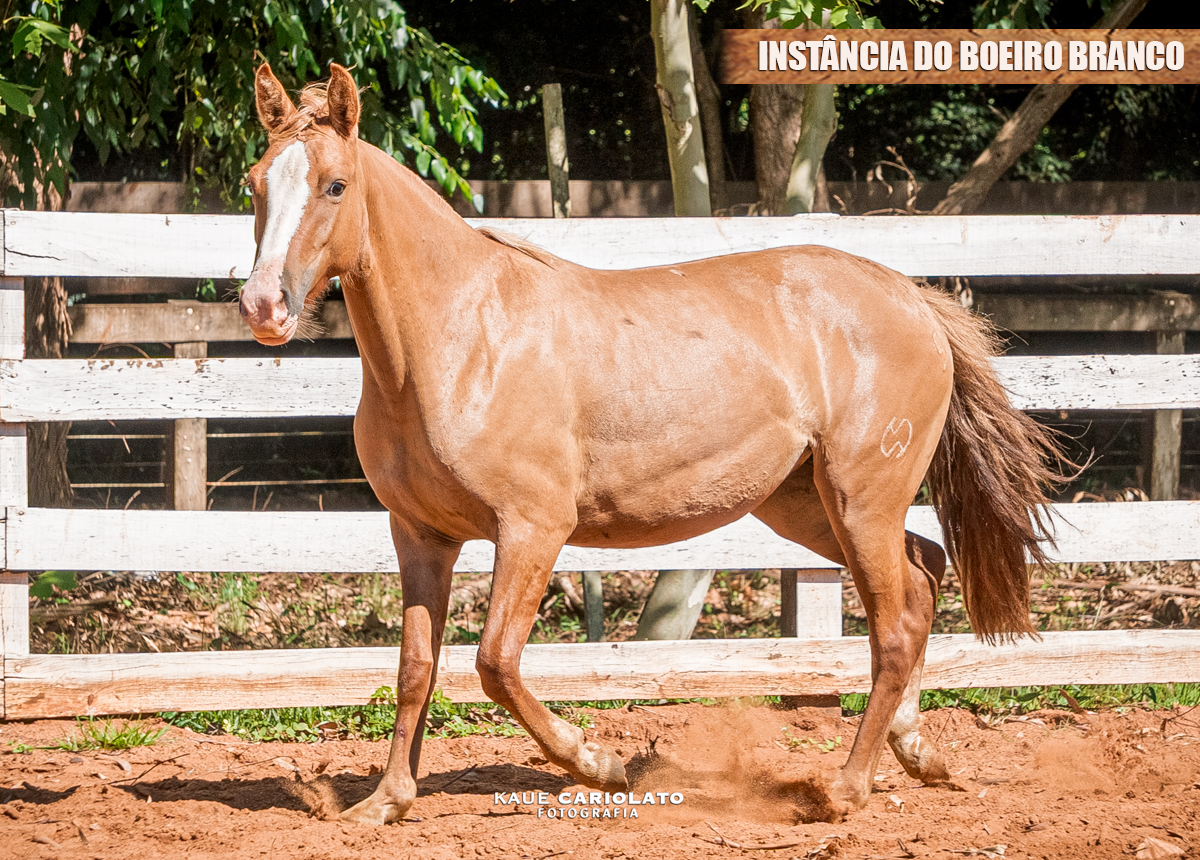 INSTÂNCIA DO BOEIRO BRANCO