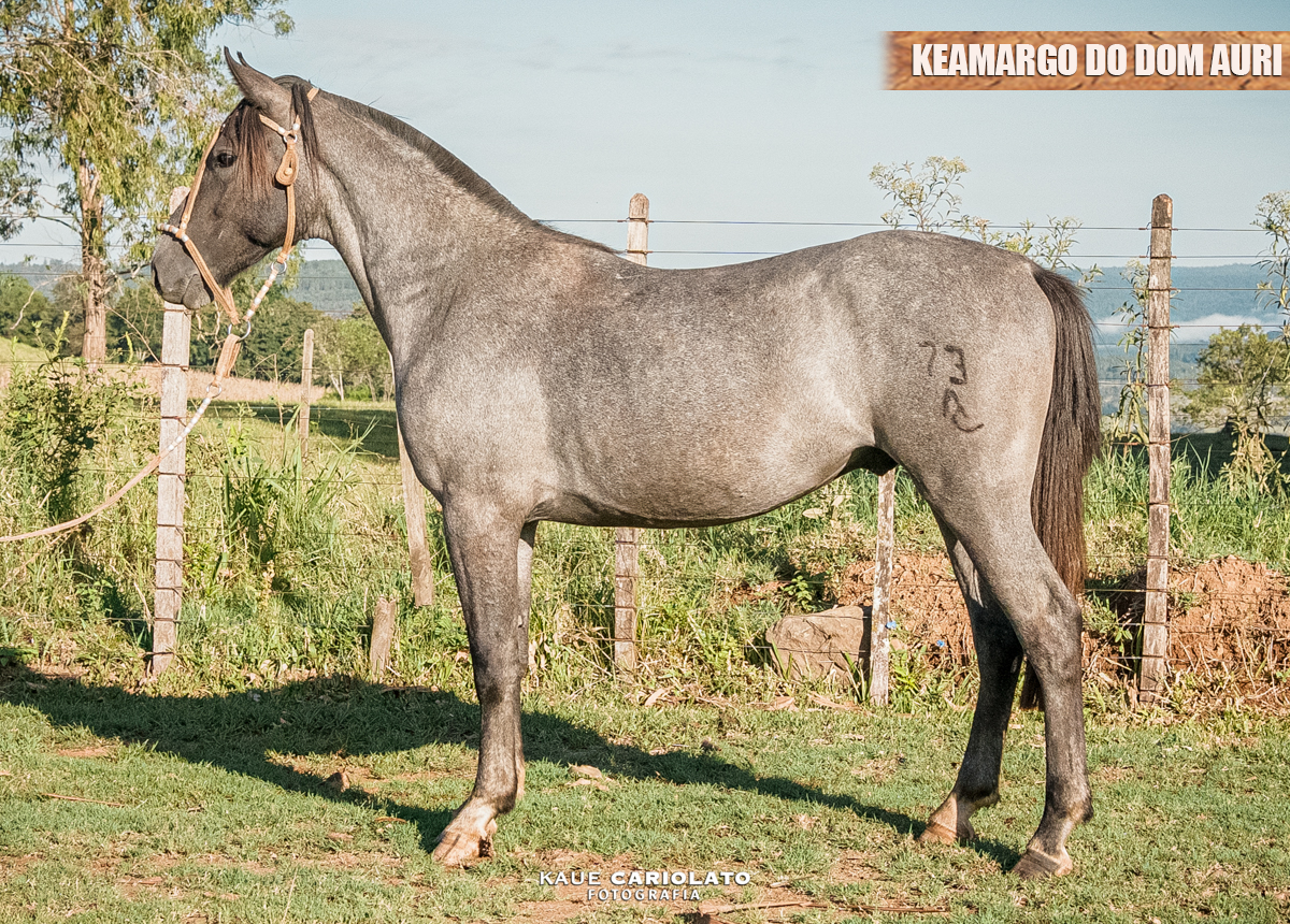 KEAMARGO DO DOM AURI