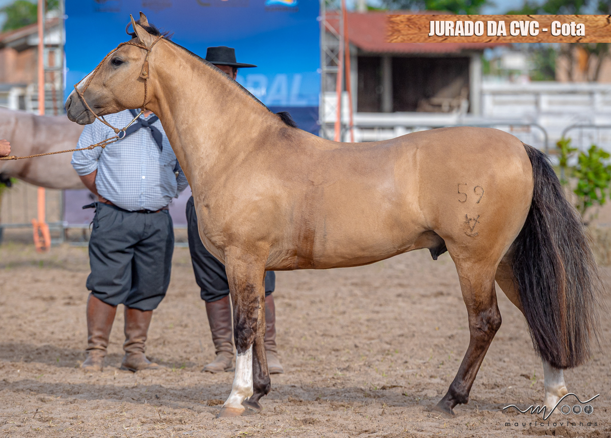 JURADO DA CVC - Cota de  2,5%