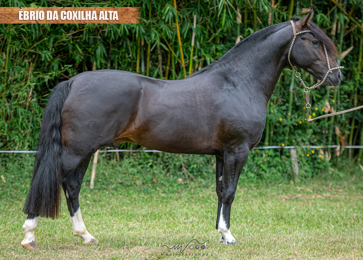 ÉBRIO DA COXILHA ALTA