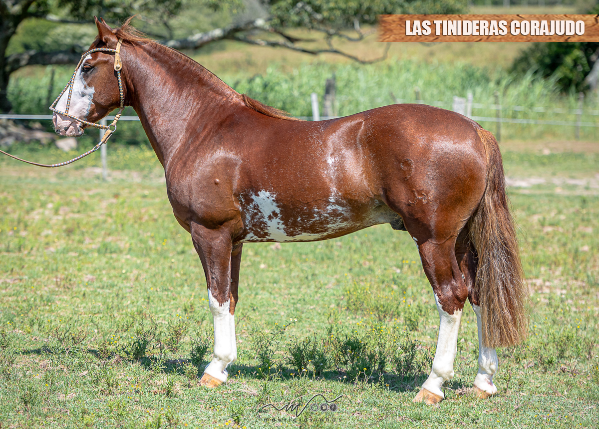 LAS TINIDERAS CORAJUDO