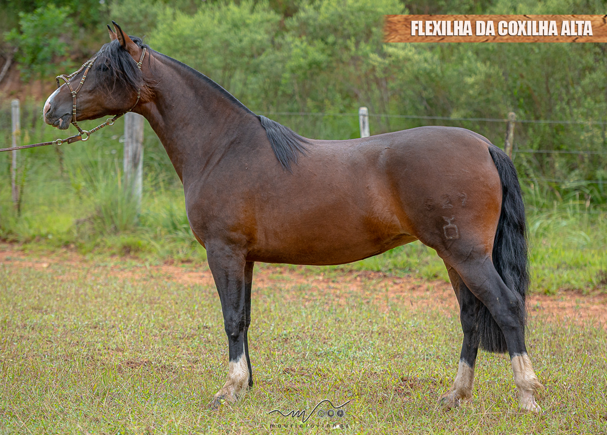 FLEXILHA DA COXILHA ALTA