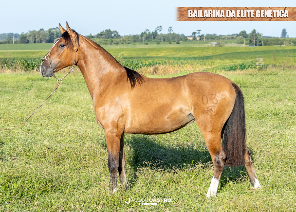 BAILARINA DA ELITE GENETICA