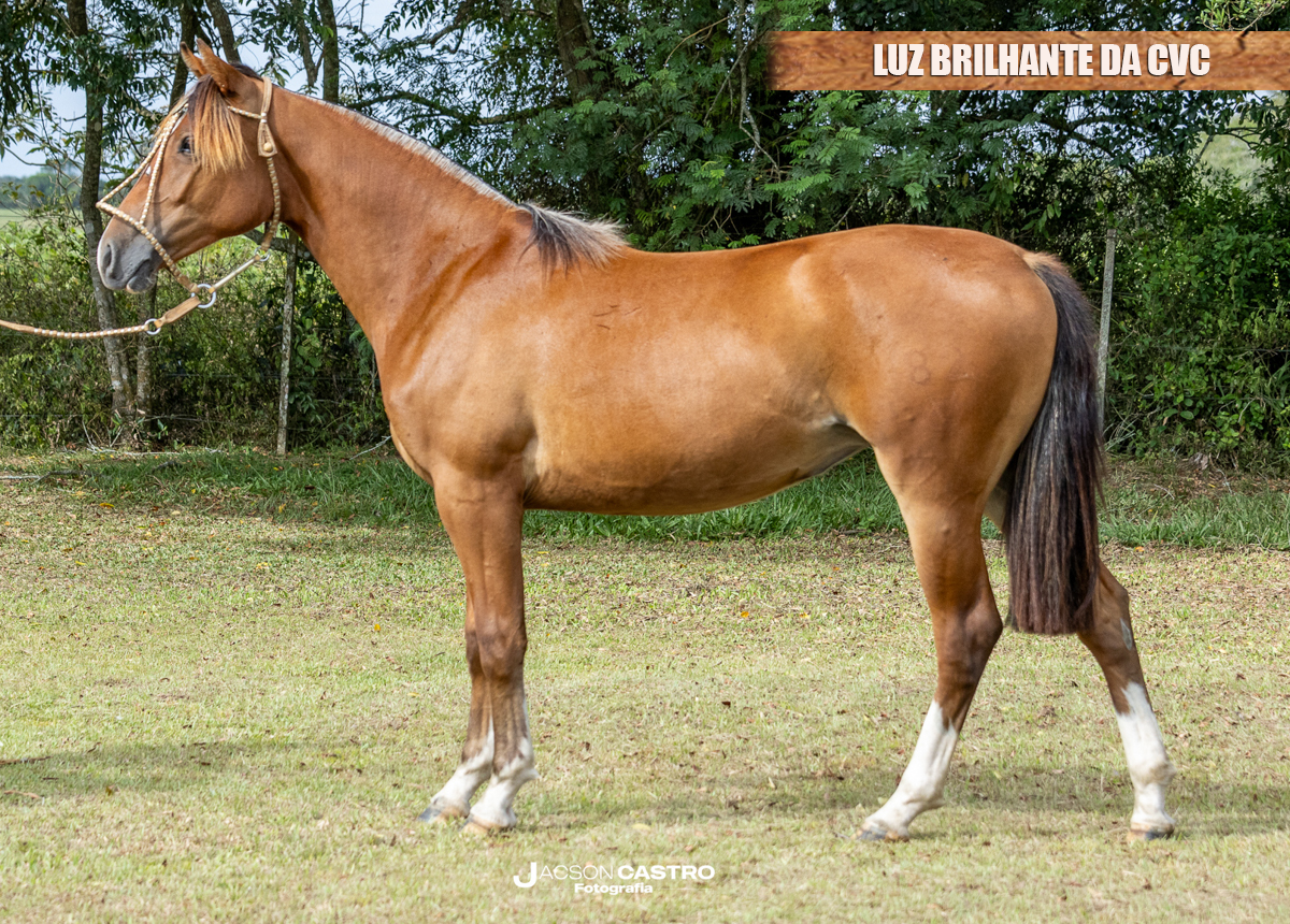 LUZ BRILHANTE DA CVC 