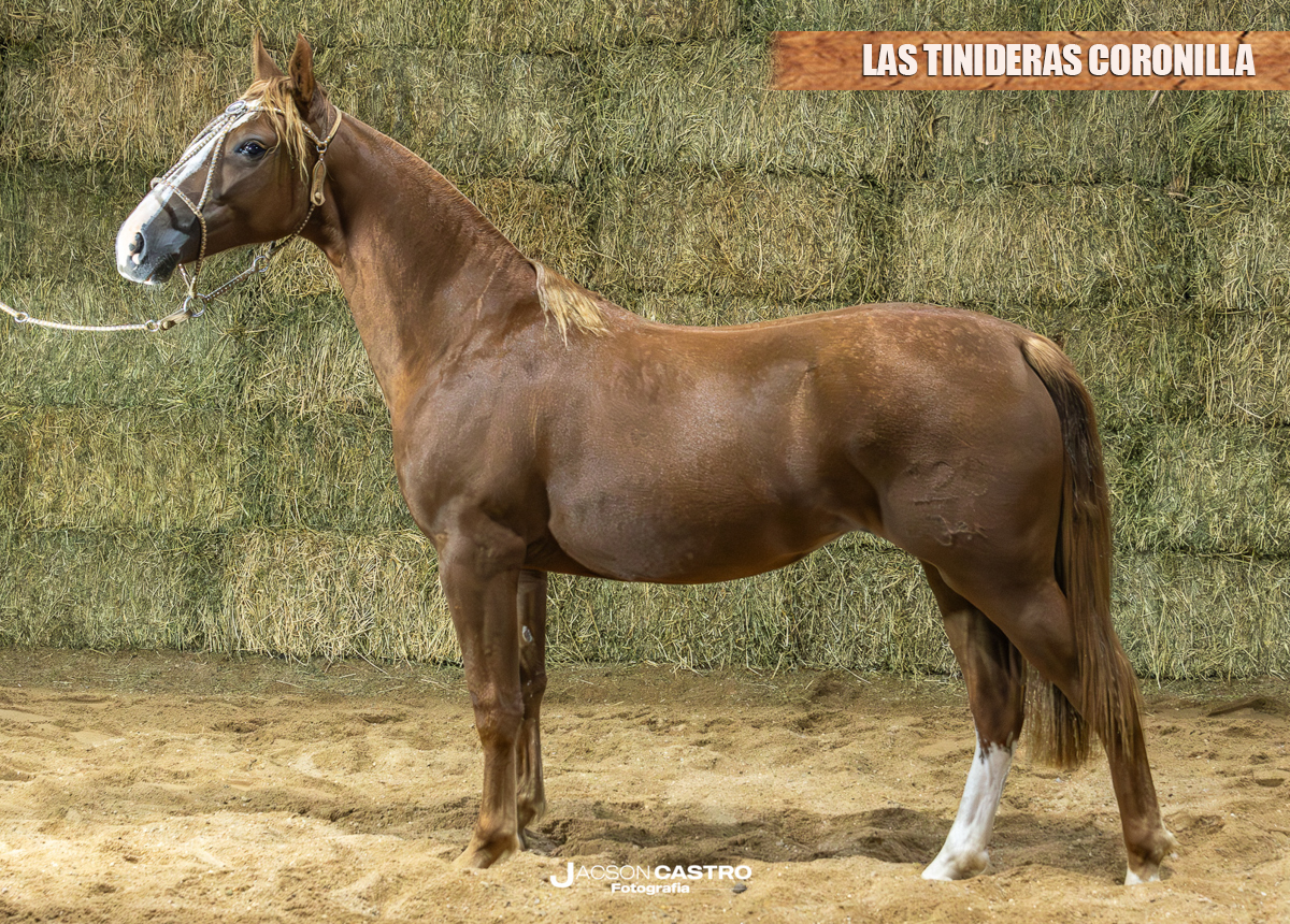 LAS TINIDERAS CORONILLA 