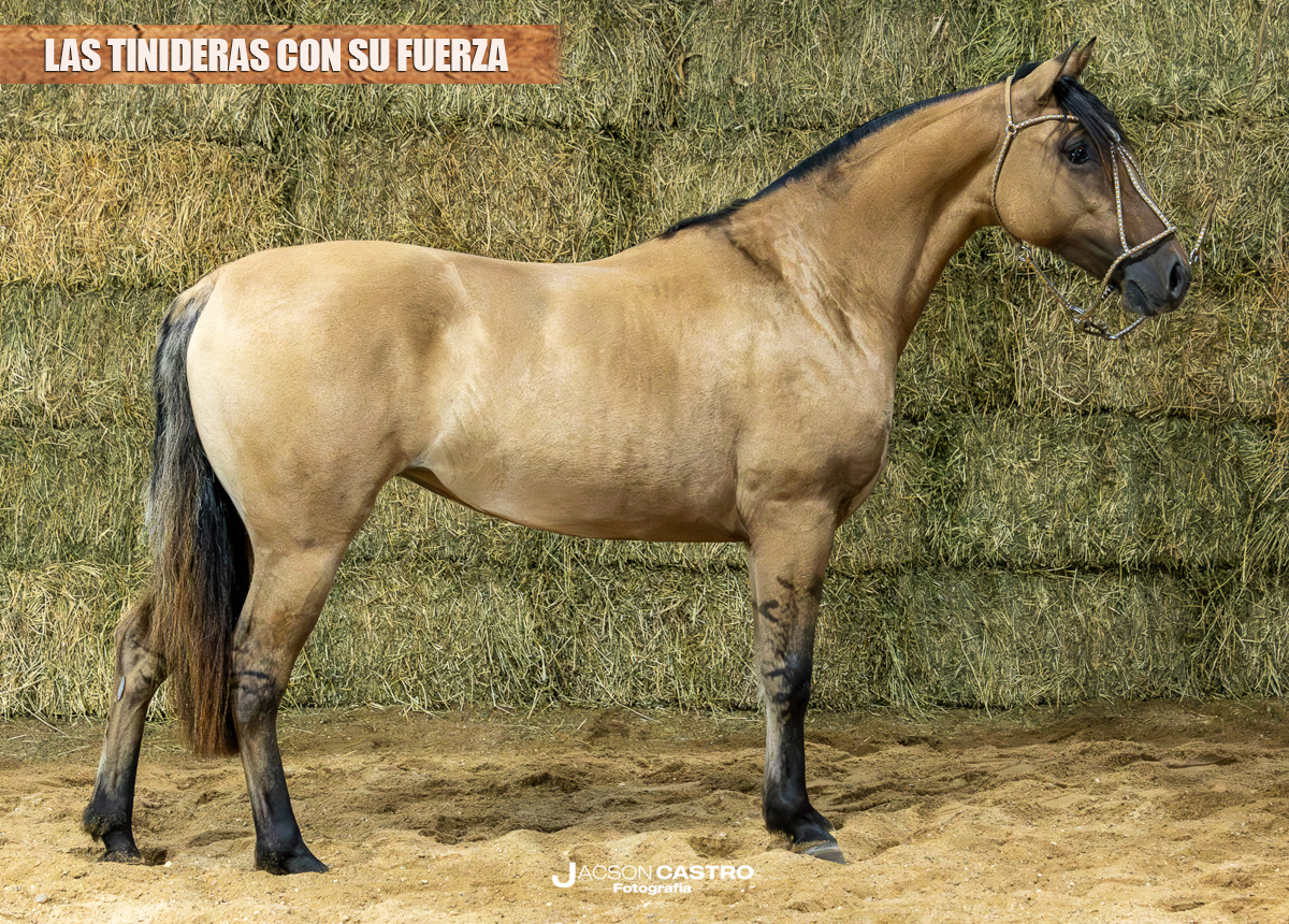 LAS TINIDERAS CON SU FUERZA