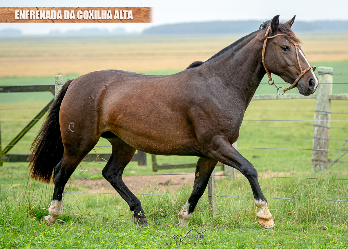 ENFRENADA DA COXILHA ALTA