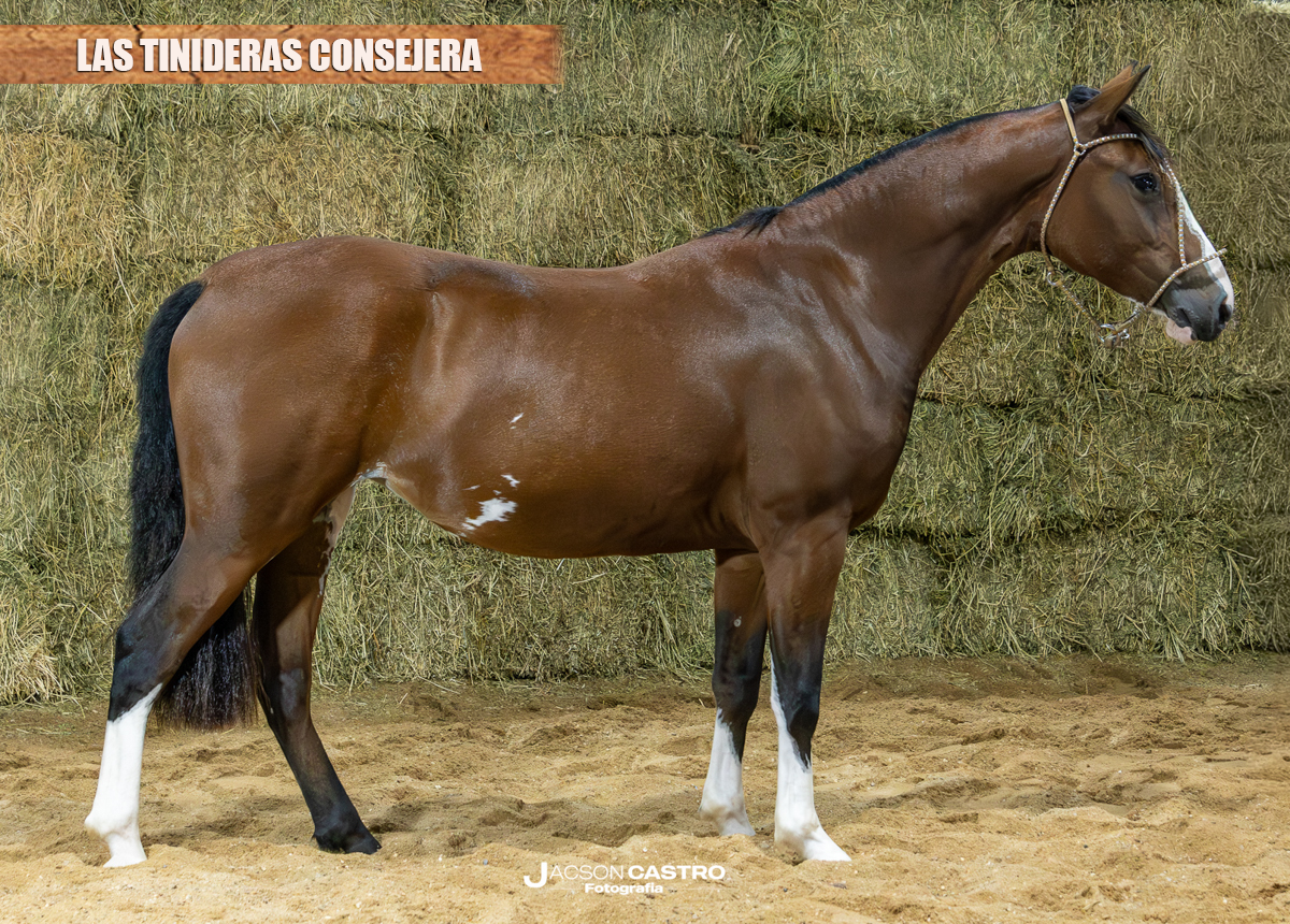 LAS TINIDERAS CONSEJERA