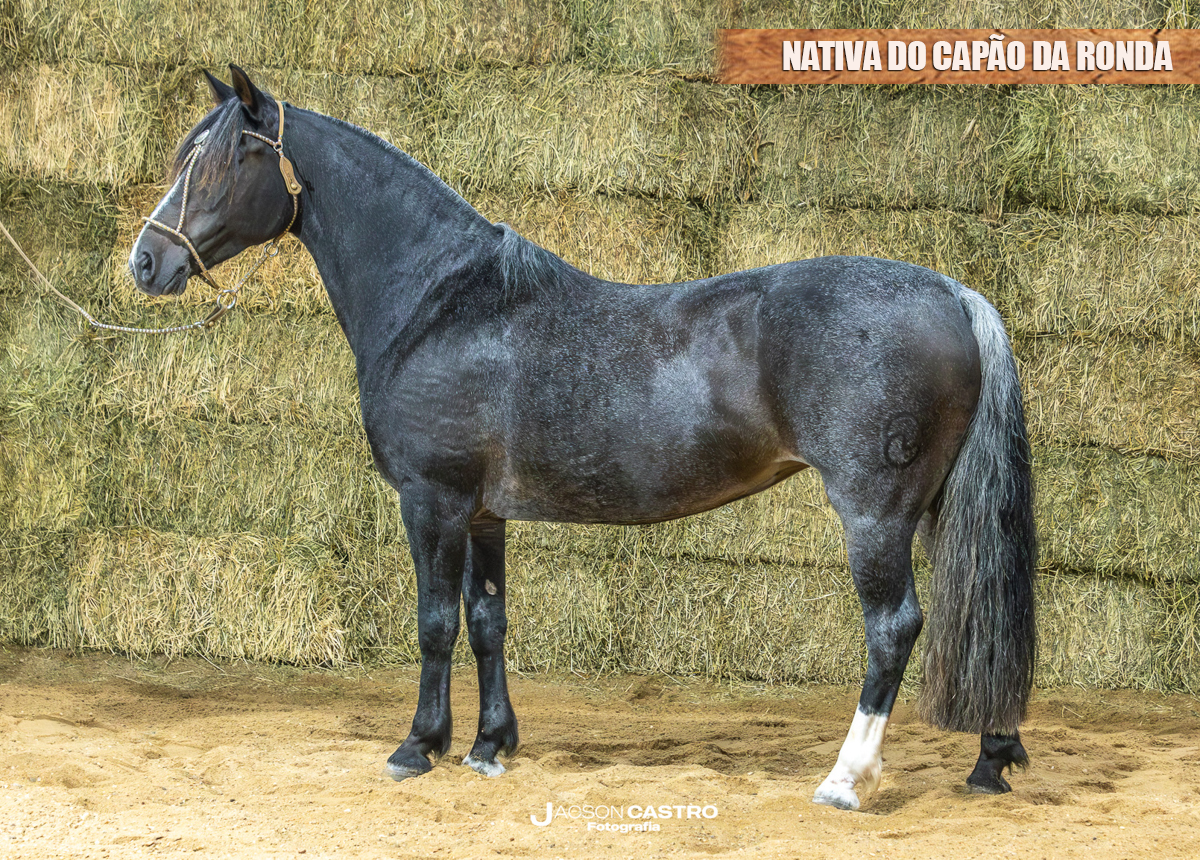 NATIVA DO CAPÃO DA RONDA