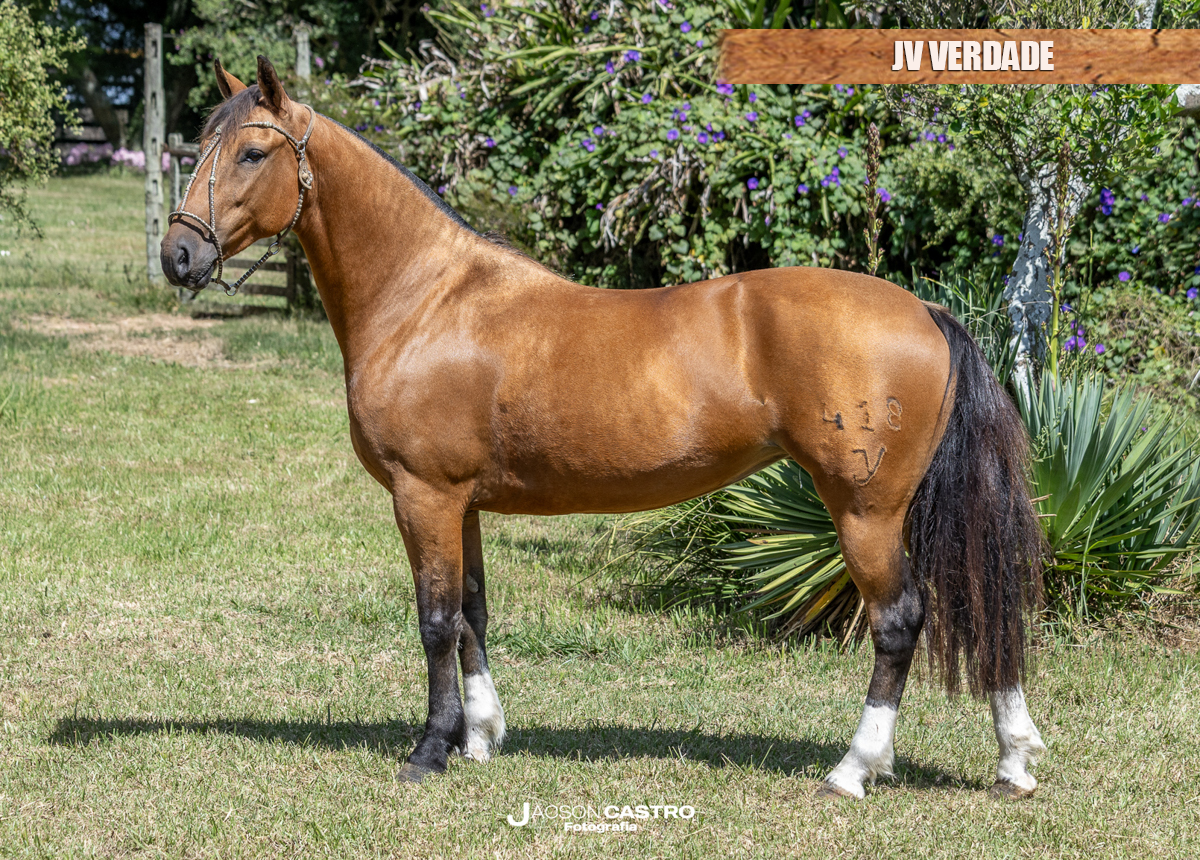 JV VERDADE