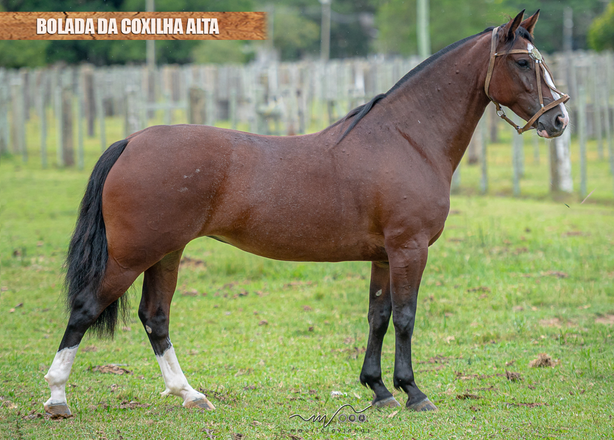 BOLADA DA COXILHA ALTA