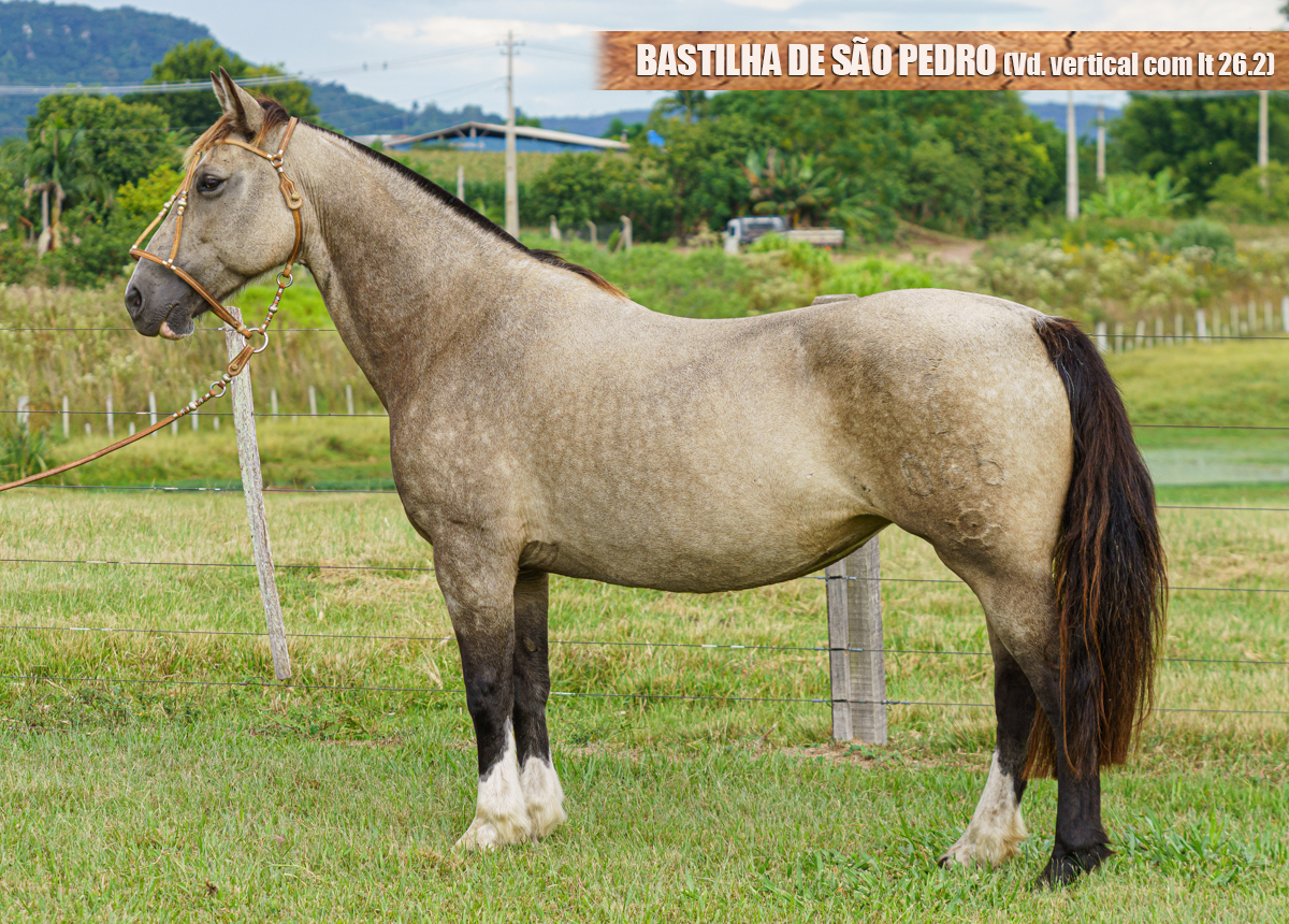 BASTILHA DE SÃO PEDRO (Vd. vertical com lt 26.2)