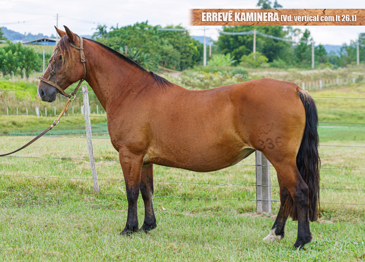 ERREVÊ KAMINERA (Vd. vertical com lt 26.1)