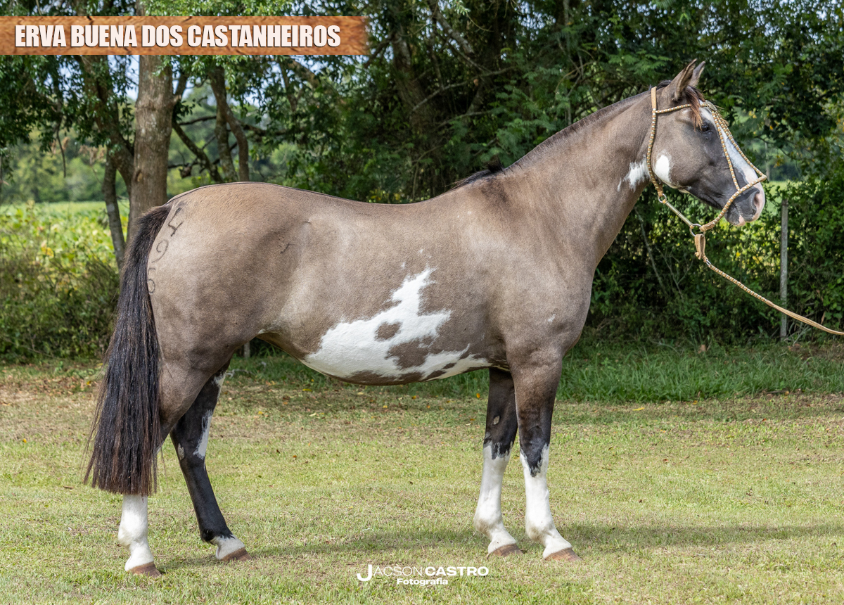 ERVA BUENA DOS CASTANHEIROS