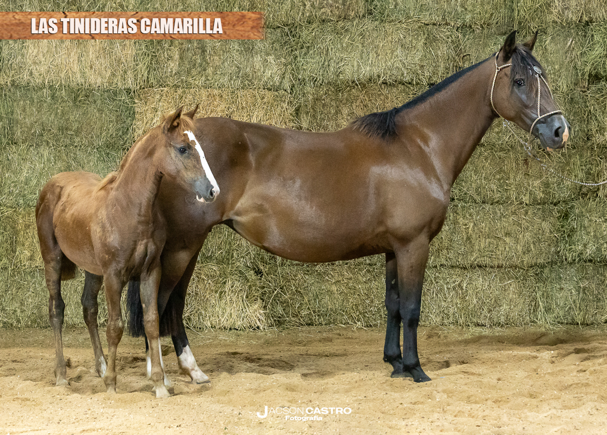 LAS TINIDERAS CAMARILLA