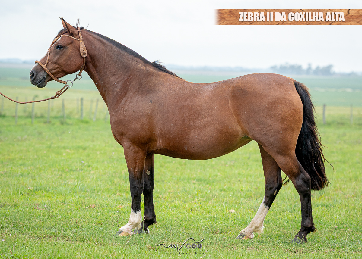 ZEBRA II DA COXILHA ALTA