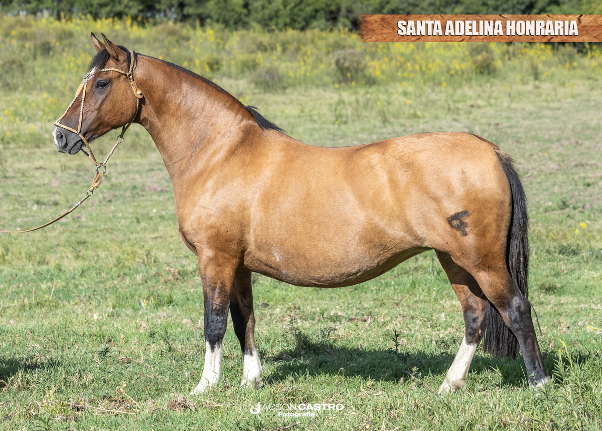 SANTA ADELINA HONRARIA