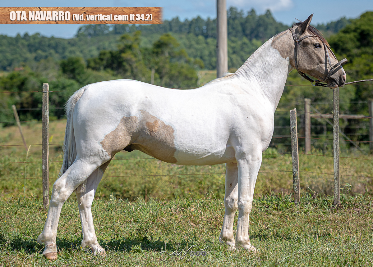 OTA NAVARRO (Vd. vertical com lt 34.2)