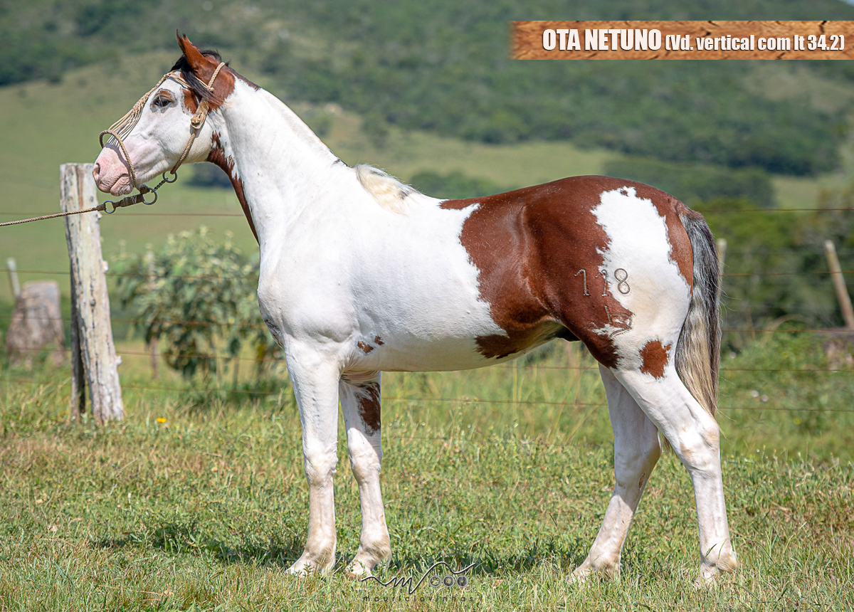 OTA NETUNO (Vd. vertical com lt 34.1)