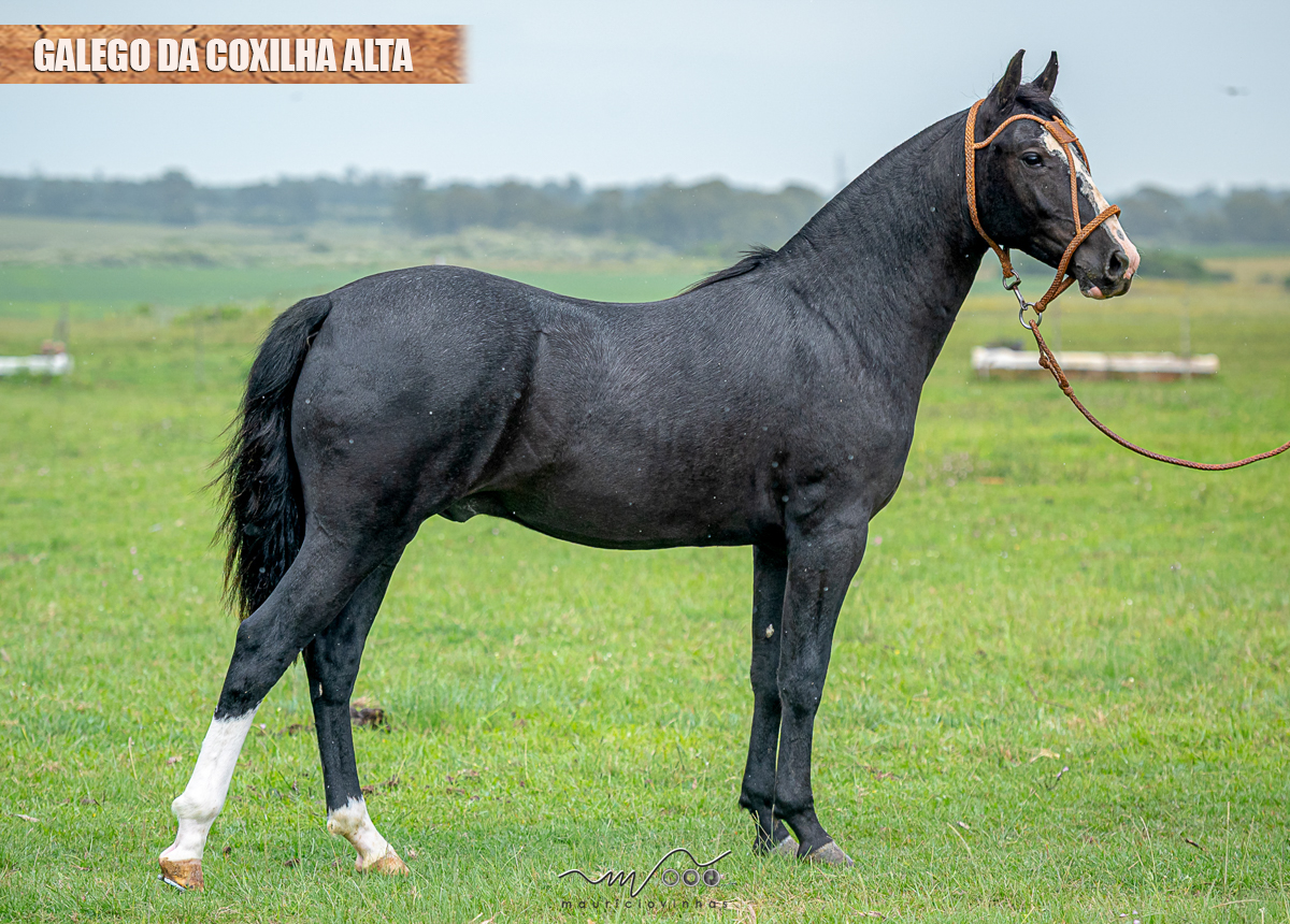 GALEGO DA COXILHA ALTA