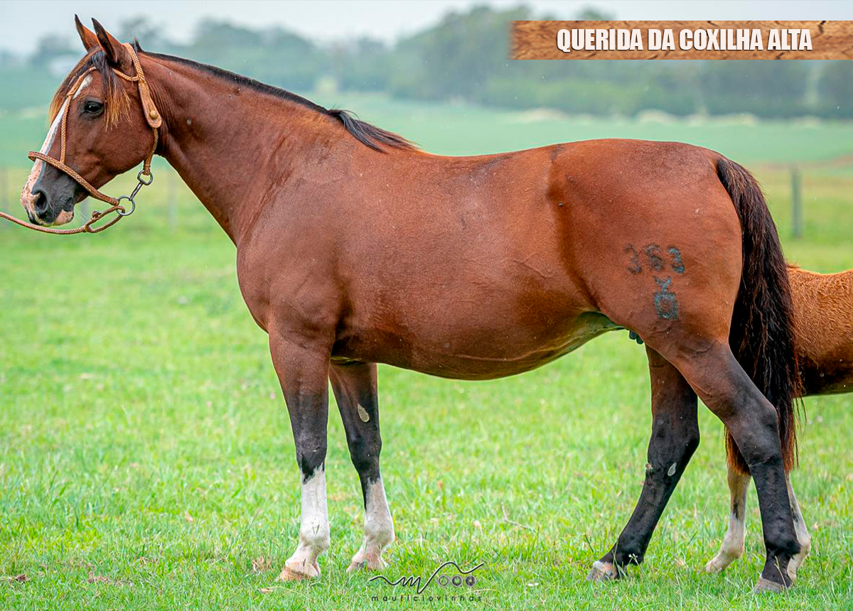 QUERIDA DA COXILHA ALTA