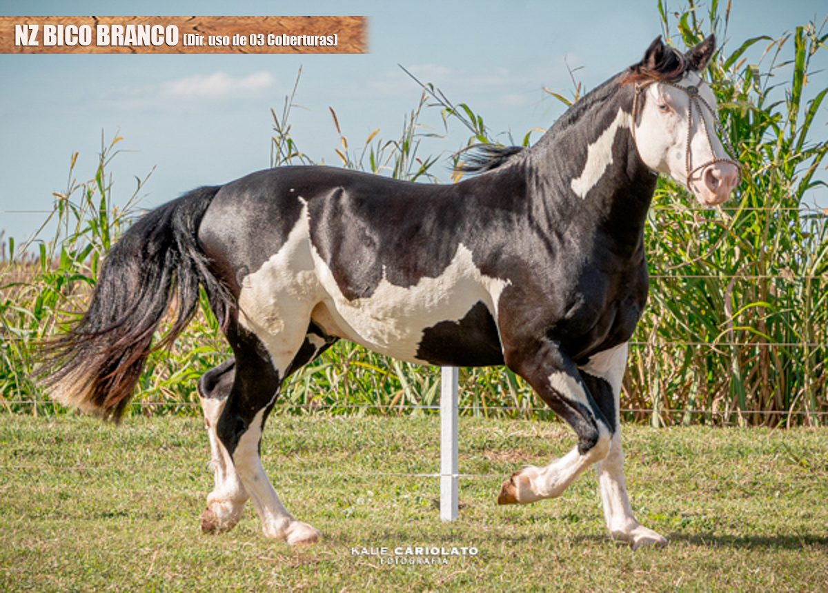 NZ BICO BRANCO (Dir. uso de 03 Coberturas)