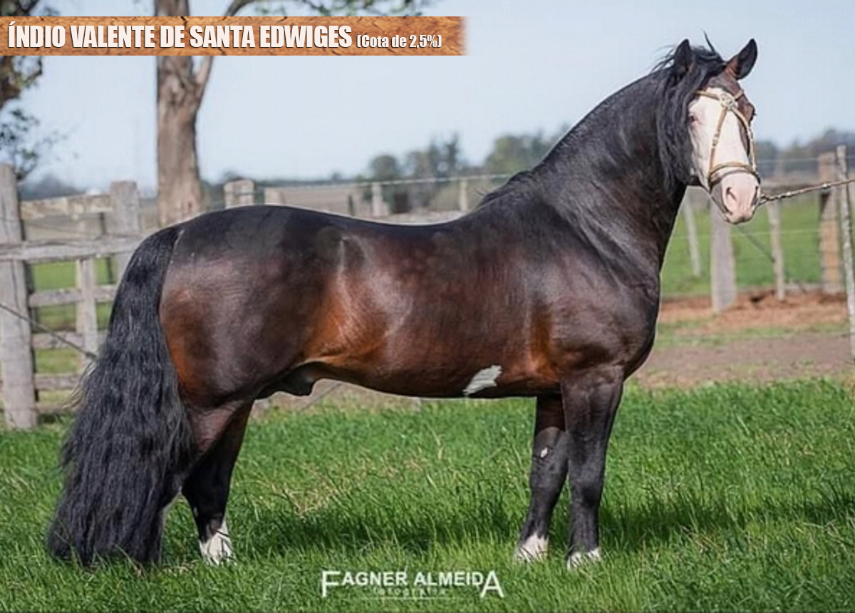 ÍNDIO VALENTE DE SANTA EDWIGES (Cota de 2,5%)