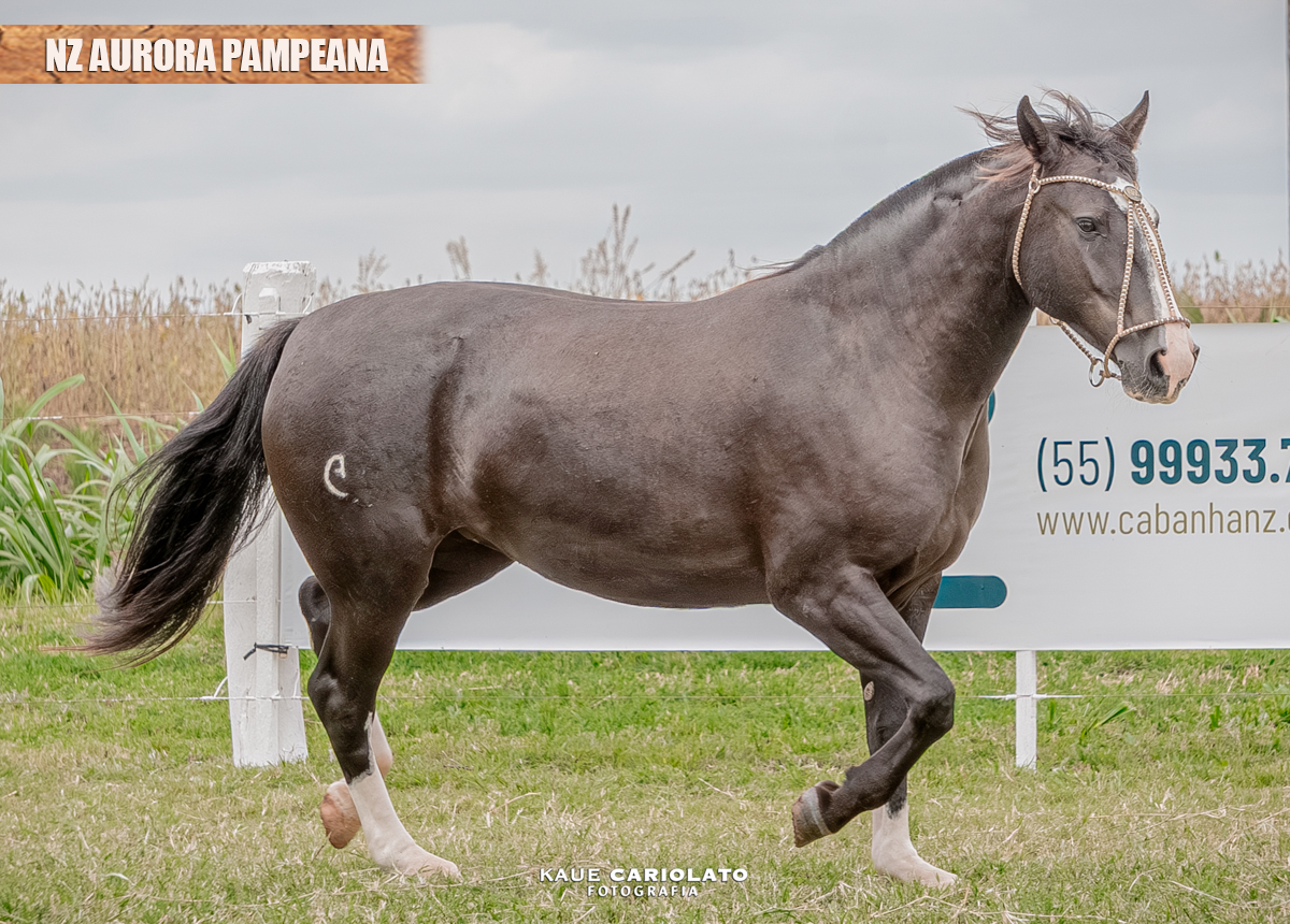 NZ AURORA PAMPEANA