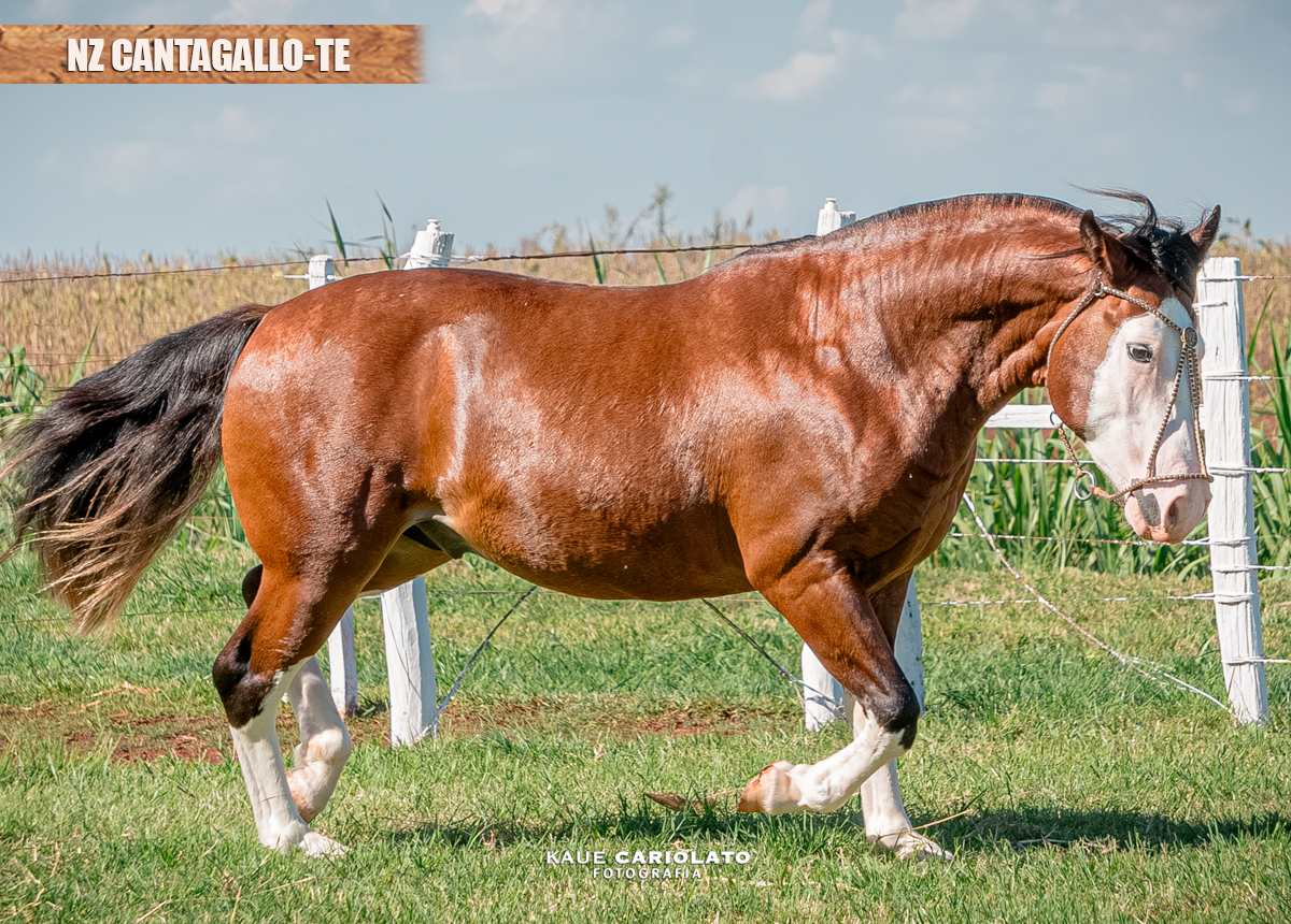 NZ CANTAGALLO-TE