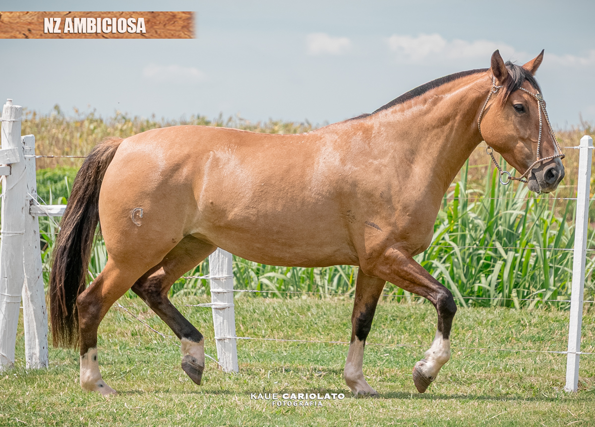 NZ AMBICIOSA