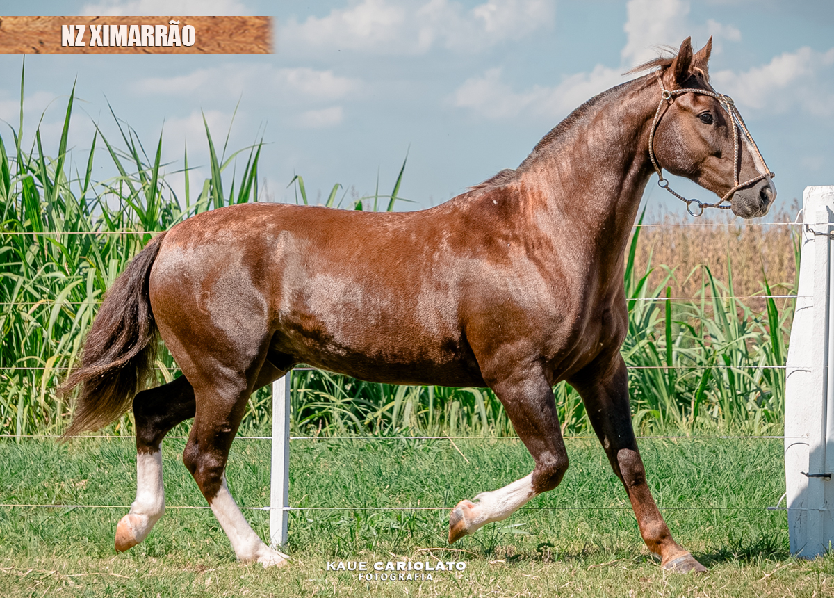 NZ XIMARRÃO