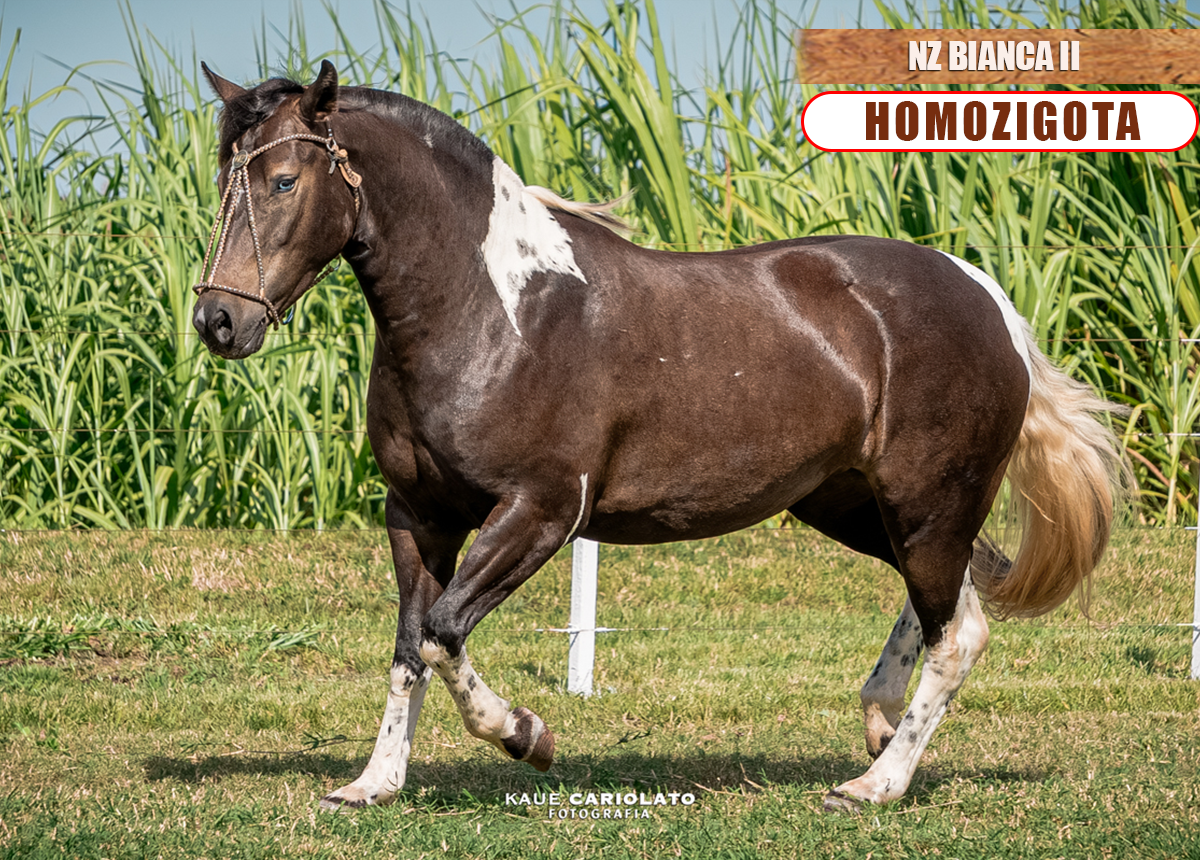 NZ BIANCA II