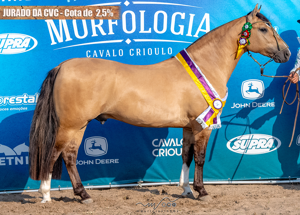 JURADO DA CVC - Cota de  2,5%