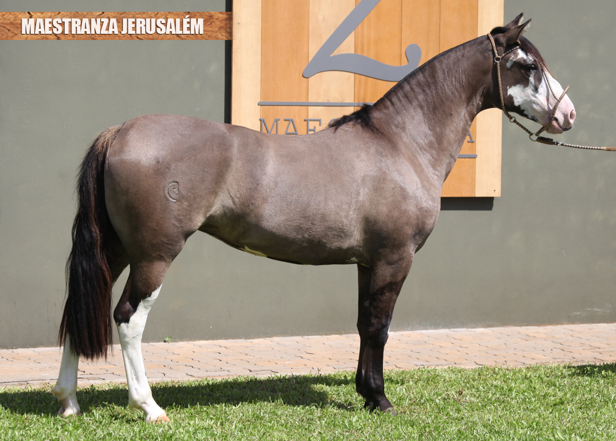 MAESTRANZA JERUSALÉM