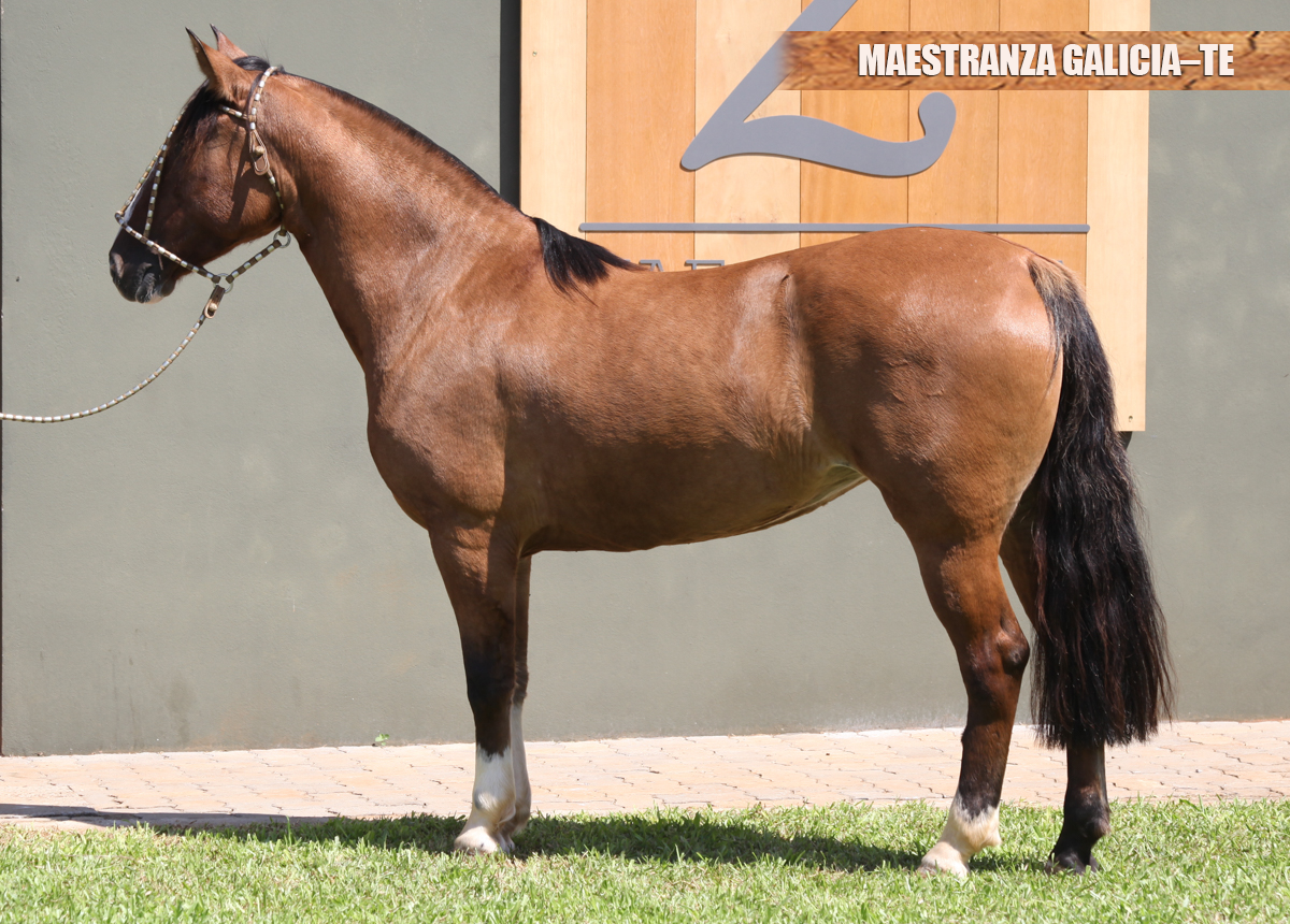 MAESTRANZA GALICIA-TE