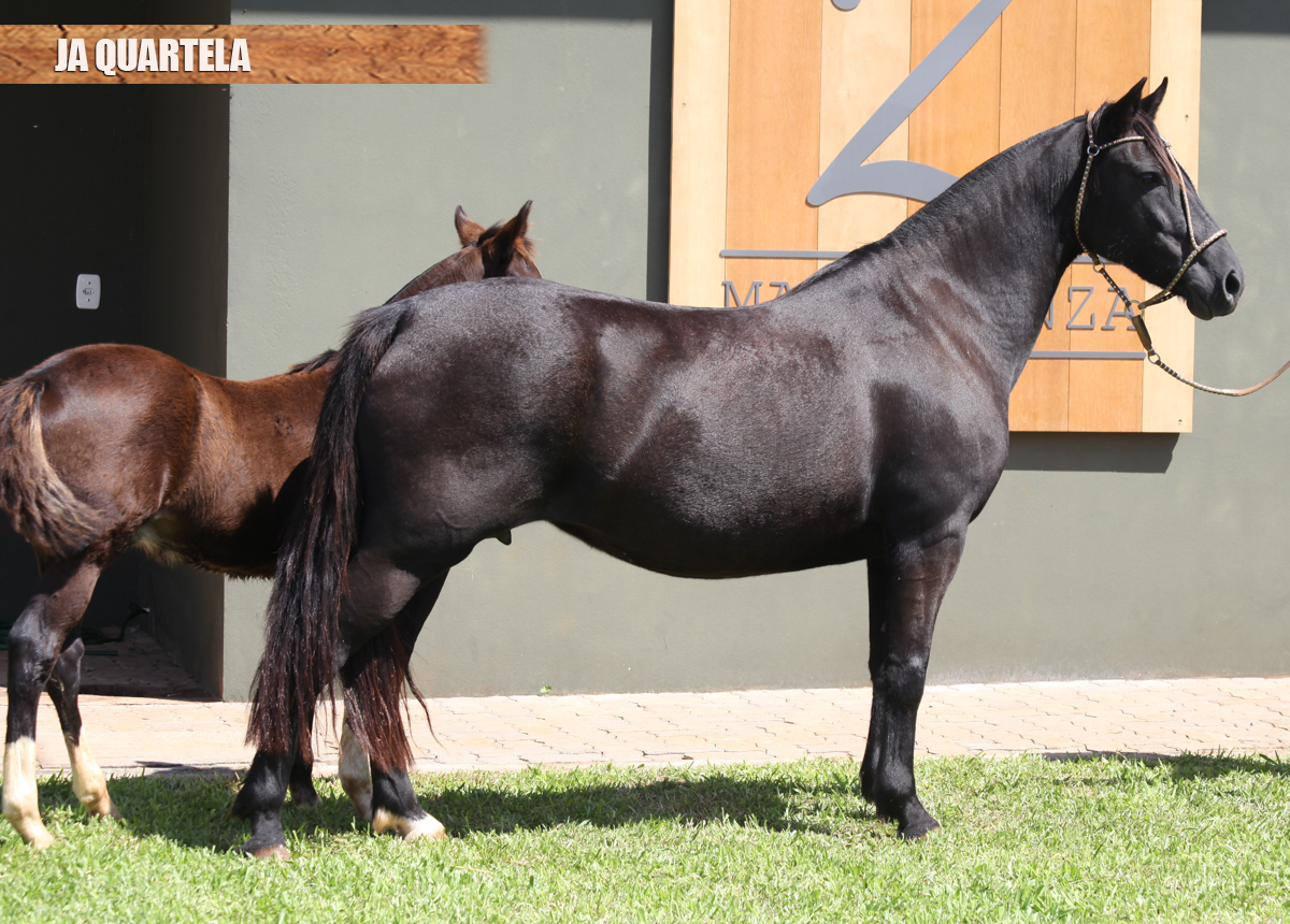 JA QUARTELA
