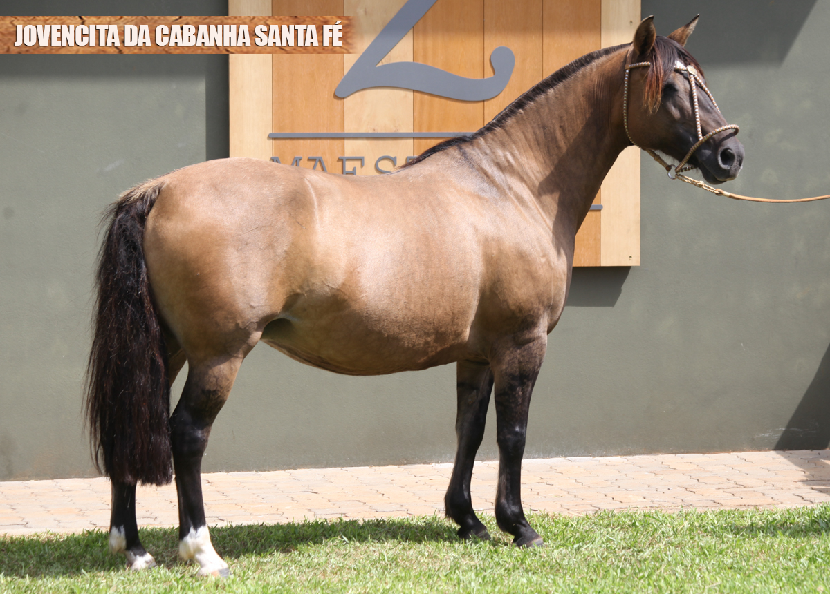 JOVENCITA DA CABANHA SANTA FÉ