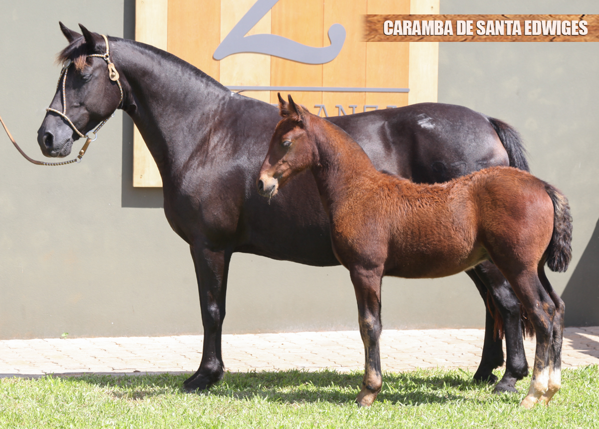 CARAMBA DE SANTA EDWIGES