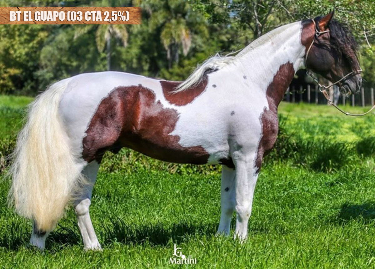 BT EL GUAPO (03 CTA 2,5%)
