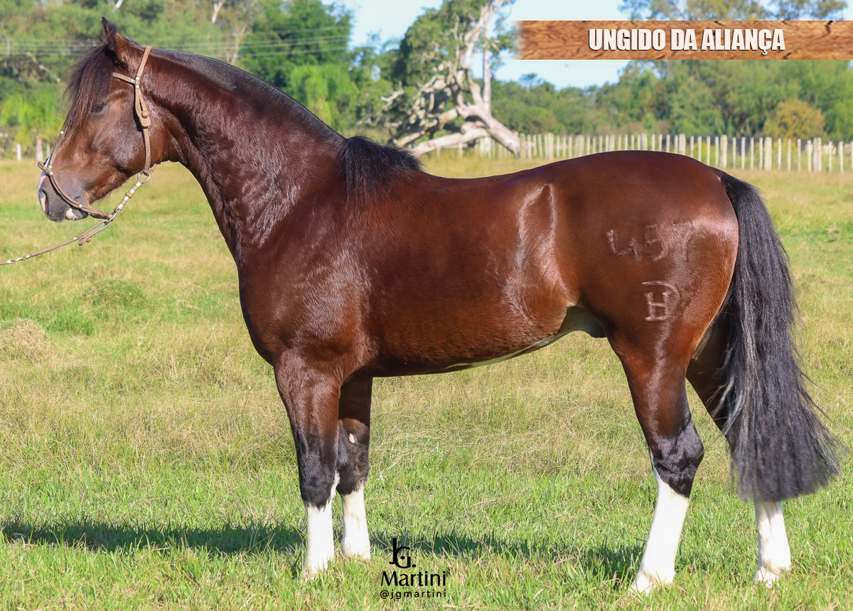 UNGIDO DA ALIANÇA