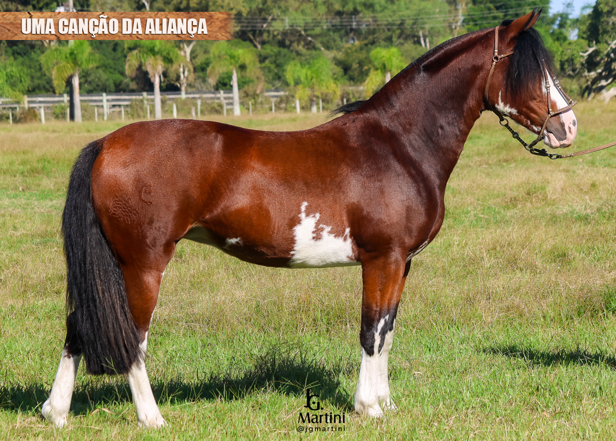 UMA CANÇÃO DA ALIANÇA