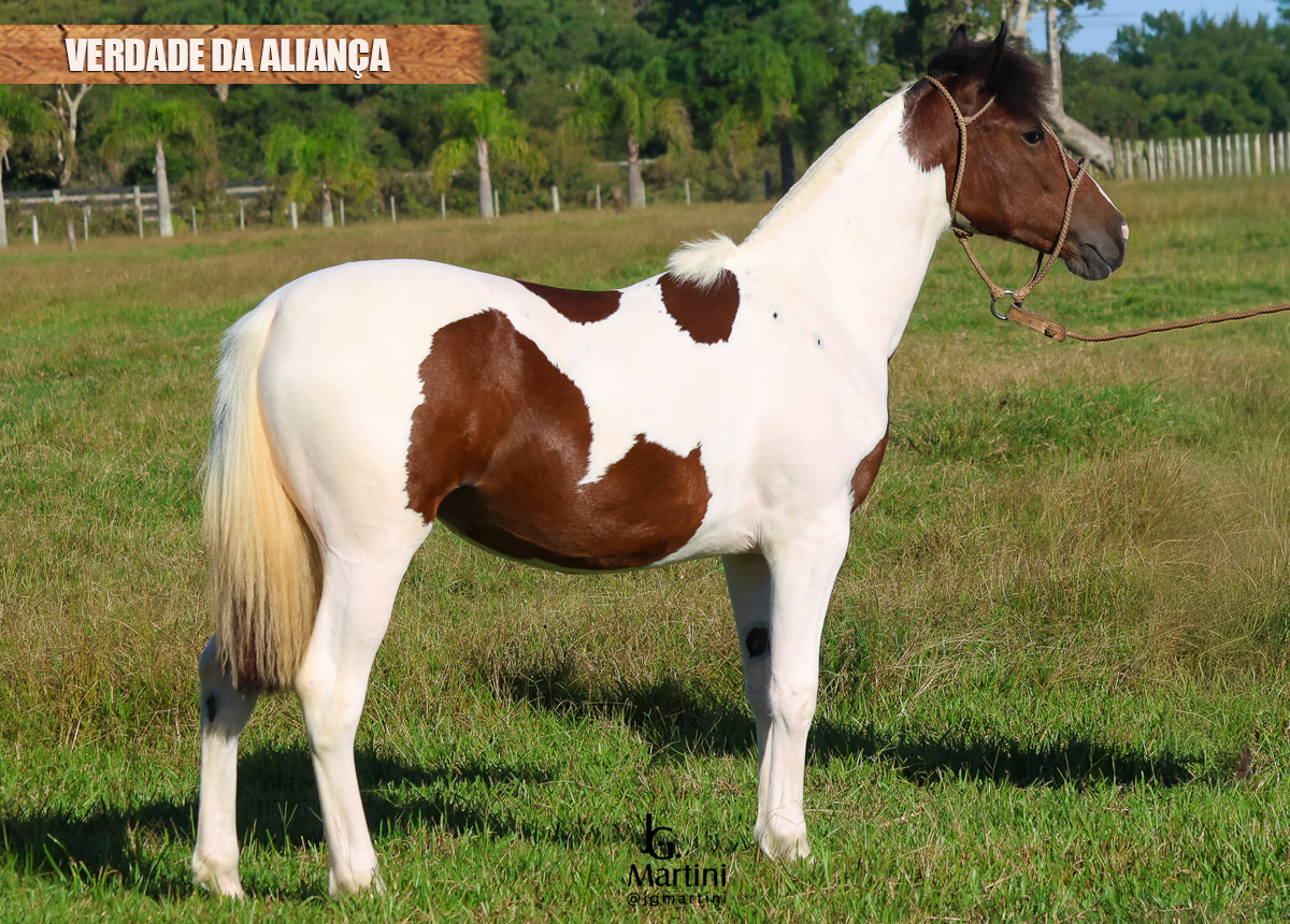 VERDADE DA ALIANÇA