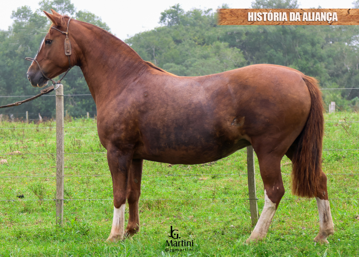 HISTÓRIA DA ALIANÇA