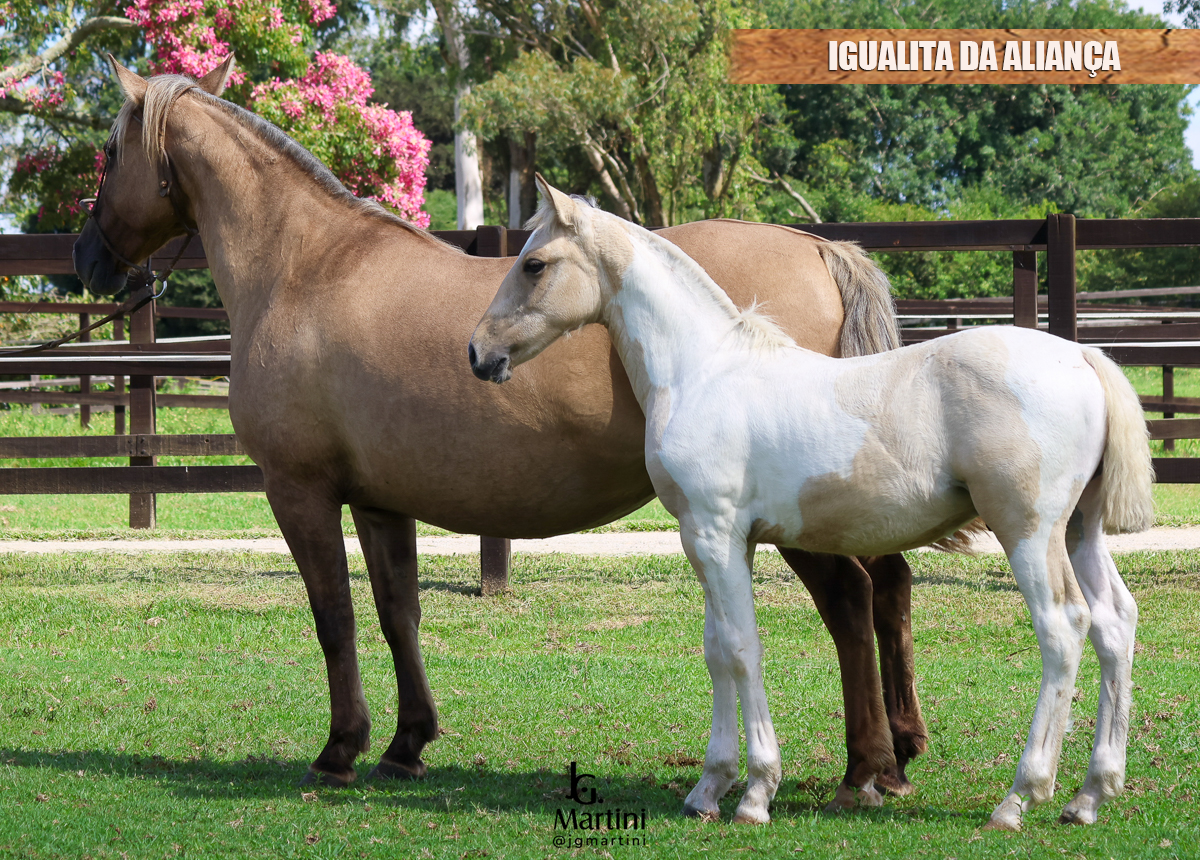 IGUALITA DA ALIANÇA